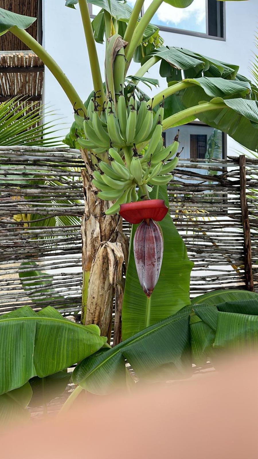 Maracuja Villa Zanzibar Bwejuu Exterior photo